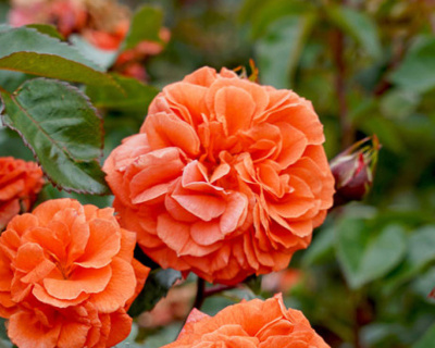 Роза Флорибунда "Orangerie" (Оранжери)