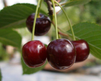 Вишня "Брюнетка"