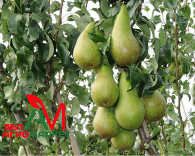 Груша колоновидная "Богатырь"