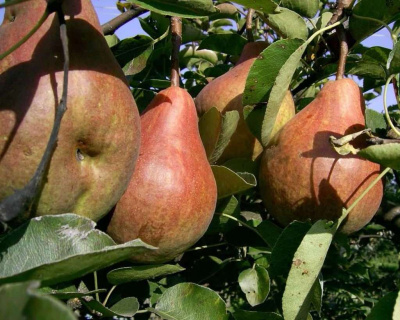 Груша колоновидная "Г-1"