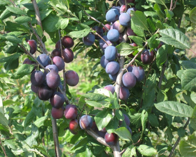 Слива "Богатырская"