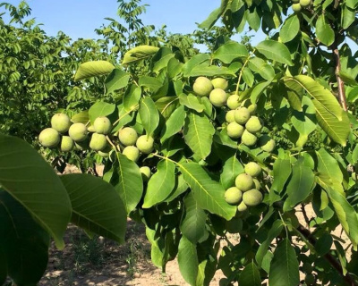 Грецкий орех "Чандлер"