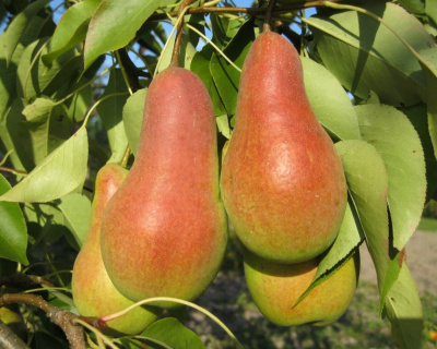 Груша колоновидная "Восторг"