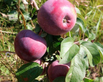 Яблоня "Дарунок"