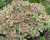Вейгела «Моне» "Monet"