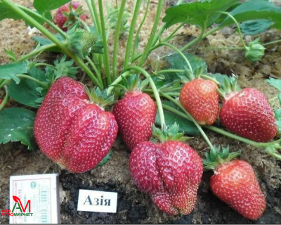 Клубника "Азия"