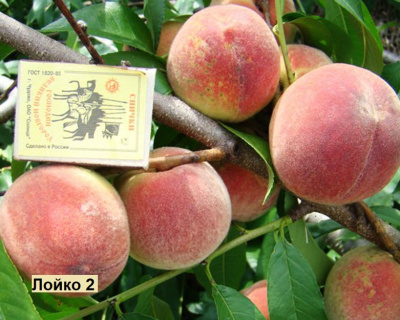 Персик мультипрививка "Елгавский-Лойко 2"