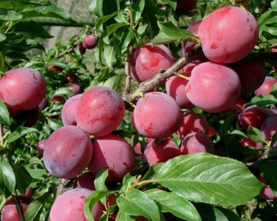 Слива "Скороспелка красная"