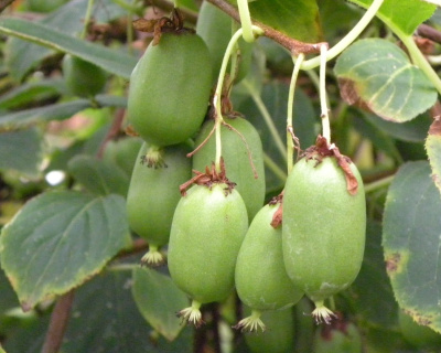 Актинидия Аргута "Джамбо" (женская)