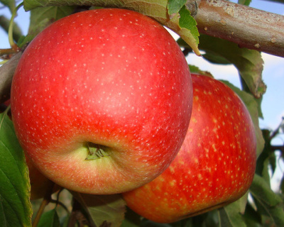 Яблоня "Пинова"