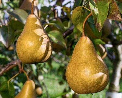 Груша "Янтарная"