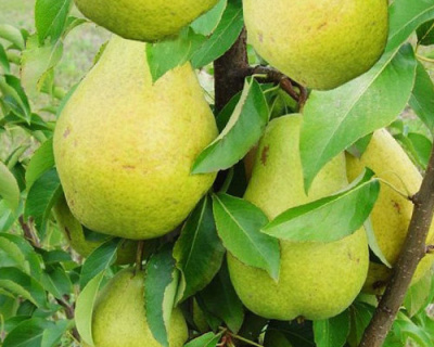 Груша колоновидная "Санреми"