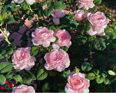 Английская Роза "Queen of Sweden" (Куин оф Суиден)