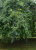 Дуб черешчатый Пендула (Quercus robur Pendula) 