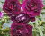 Роза Флорибунда "Burgundy Ice" (Бургунди Айс)