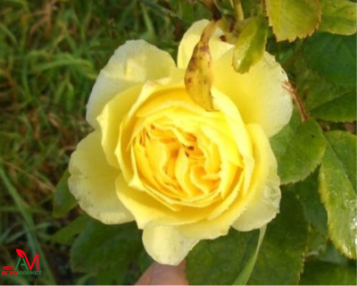 Роза Чайно-Гибридная "Toulouse Lautrec" (Тулуз Лотрек)