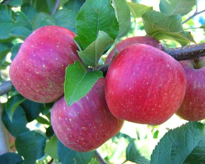 Яблоня "Фуджи"