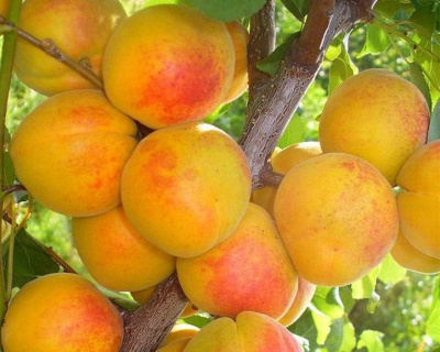 Абрикос "Чемпион Севера"