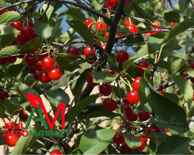 Вишня кустовая "Щедрая" 