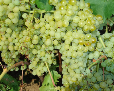 Виноград "КишМиш 342"