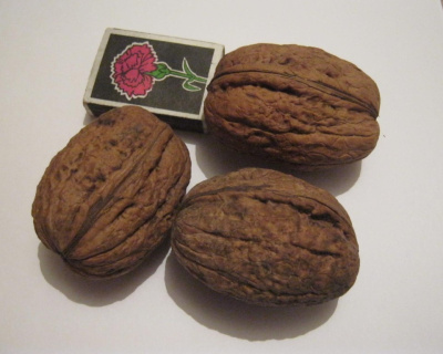 Грецкий орех "Идеал"