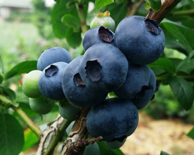 Голубика "Дарроу (Darrow)"