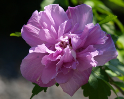 Гибискус «Арденс» (Ardens)