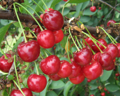 Вишня "Вянок"