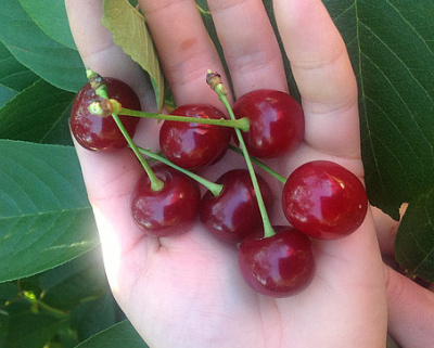 Вишня "Жуковская"