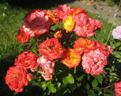 Роза Флорибунда «Rumba» (Румба)