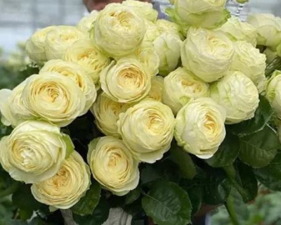 Роза Флорибунда "Pure Blonde" (Пур Блонд)