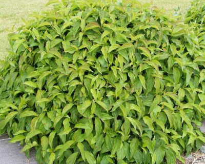 Дерен отпрысковый "Келси" (Kelsey)