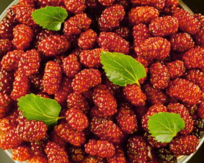 Шелковица "Диана"