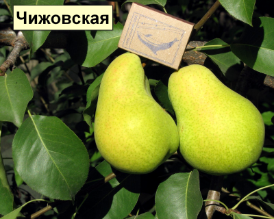 Груша мультипрививка "Детская-Чижовская"