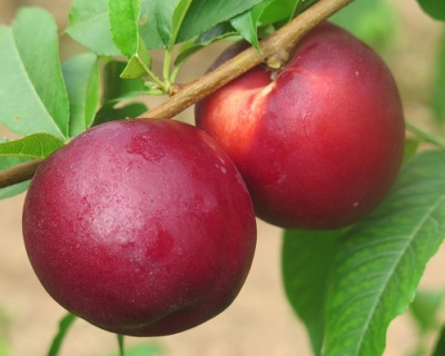 Нектарин "Алитоп"