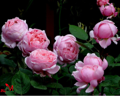 Английская Роза "Brother Cadfael" (Бразе Кадфаэль)