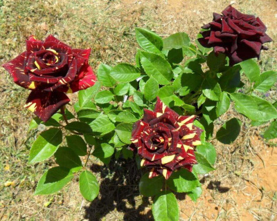 Роза Чайно-Гибридная "Аbracadabra" (Абракадабра)