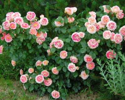 Роза Плетистая «Cesar» (Цезарь)