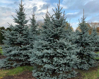 Ель колючая