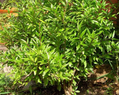 Гранат "Гюлоша розовая"