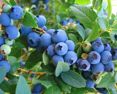 Голубика "Нельсон (Nelson)"