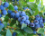 Голубика "Нельсон (Nelson)"