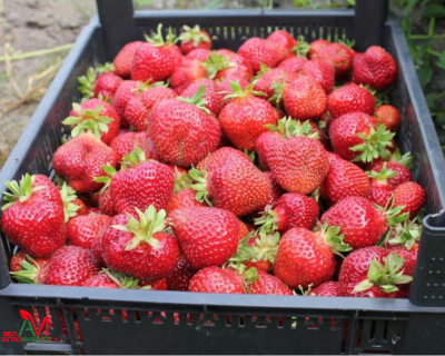 Клубника "Флоренс"