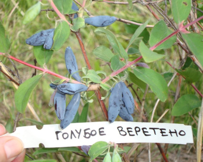 Жимолость "Голубое веретено"