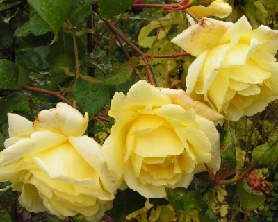 Роза плетистая "Casino" (Казино) 