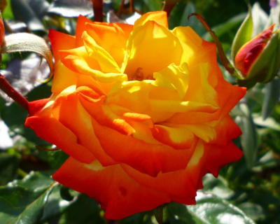 Роза Флорибунда "Samba" (Самба)