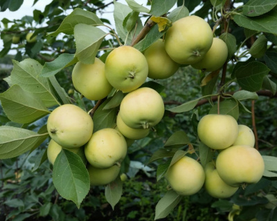Яблоня "Белый Налив"