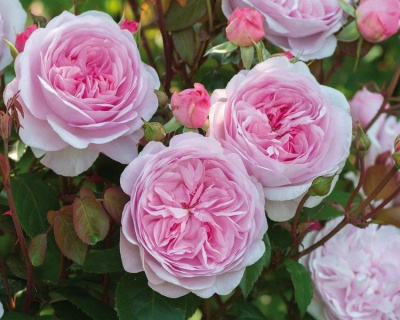 Пионовидная Роза «Miranda» (Миранда)