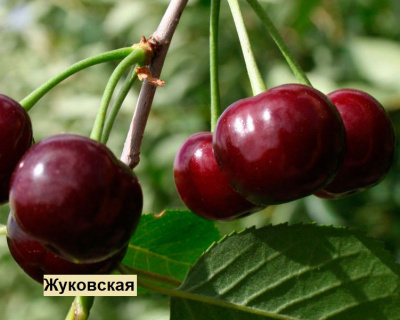 Вишня мультипрививка "Шоколадница-Жуковская"