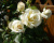 Роза плетистая "Schneewalzer" (Шнеевальцер) 